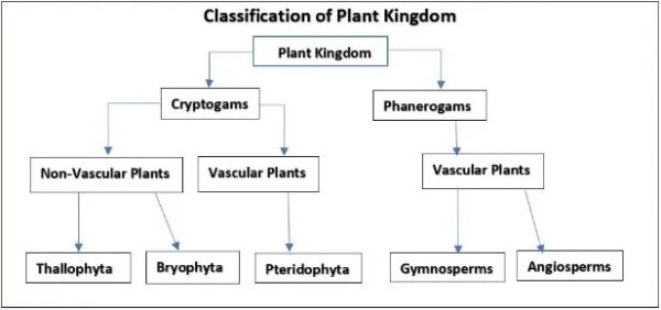 Cryptogenes Plant Classification - opengeology.in